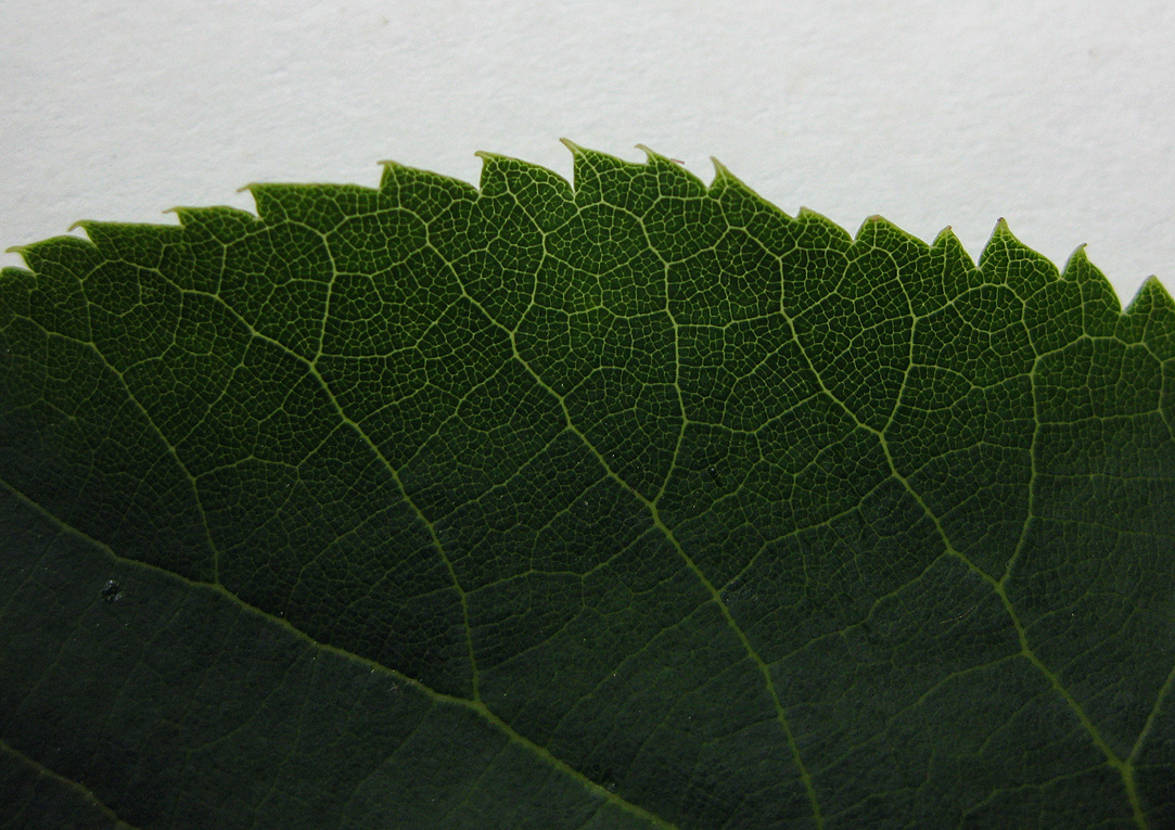 Image of genus Tilia specimen.