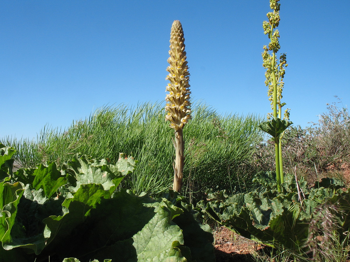 Image of Orobanche spectabilis specimen.