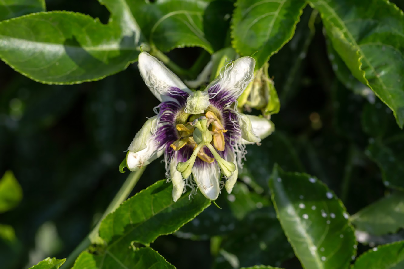 Изображение особи Passiflora edulis.