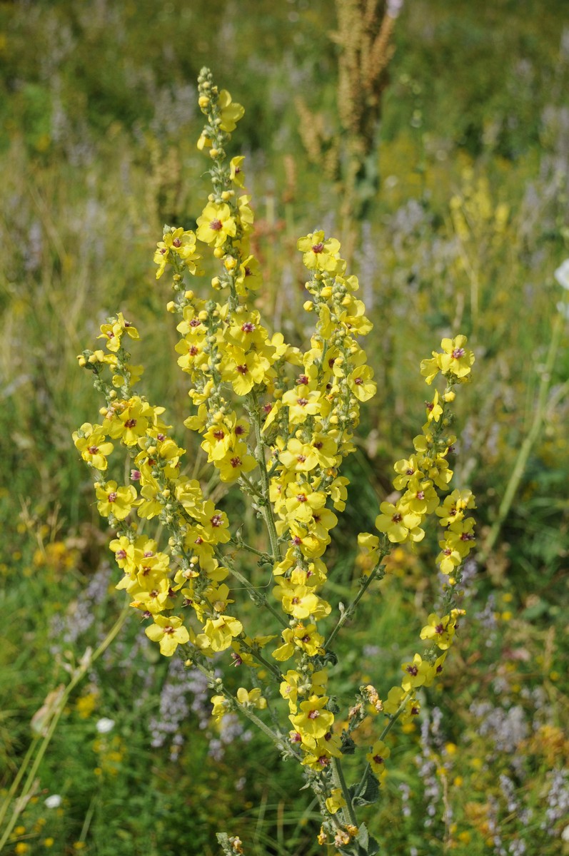 Изображение особи Verbascum marschallianum.