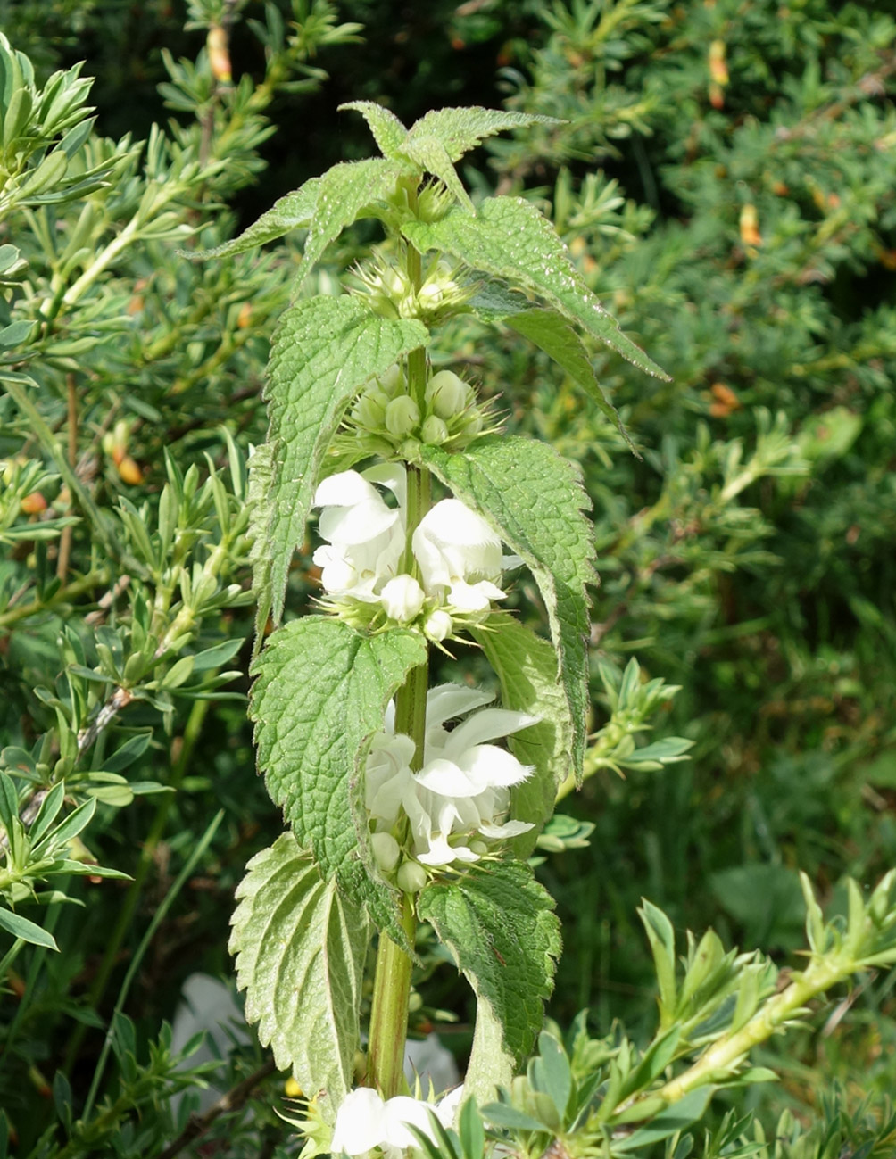 Image of Lamium turkestanicum specimen.