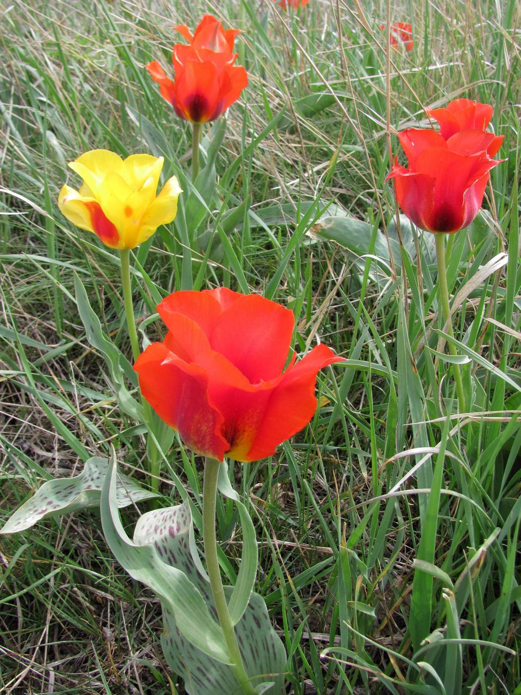 Изображение особи Tulipa greigii.