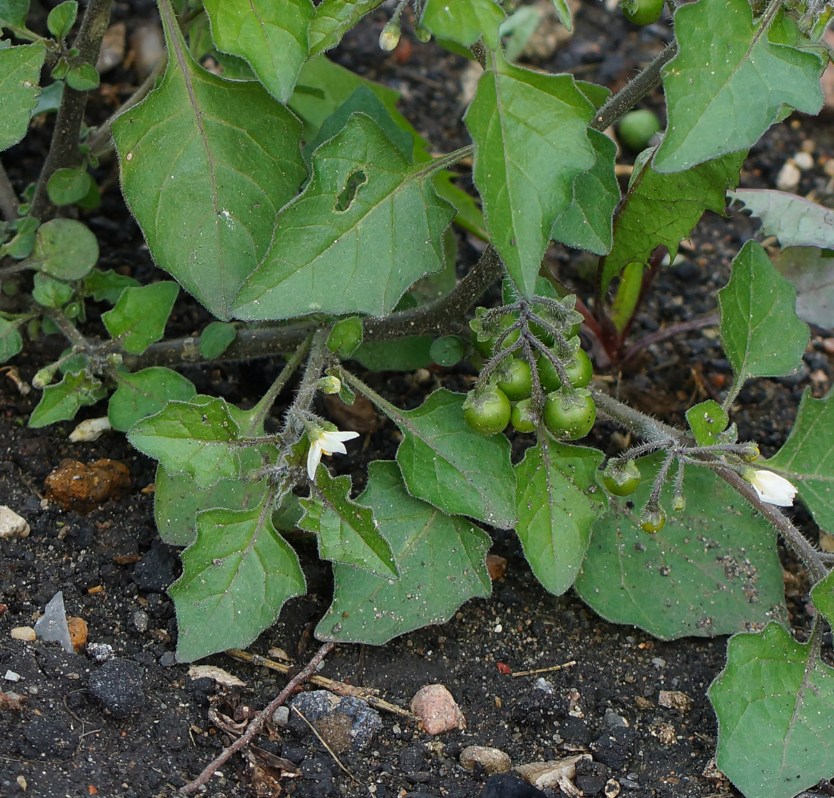 Image of Solanum nigrum ssp. schultesii specimen.