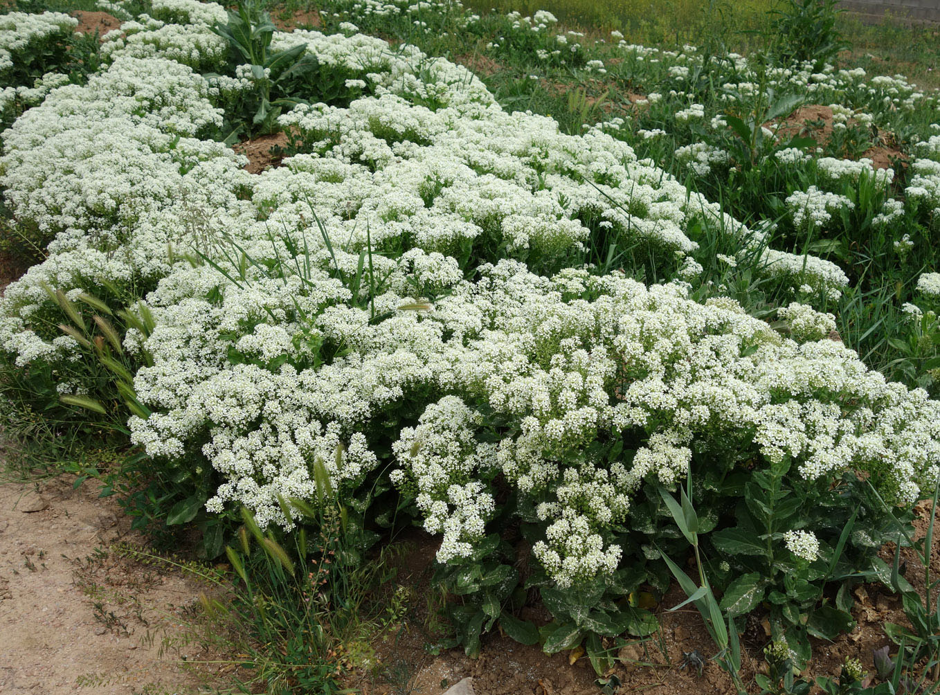 Изображение особи Cardaria repens.