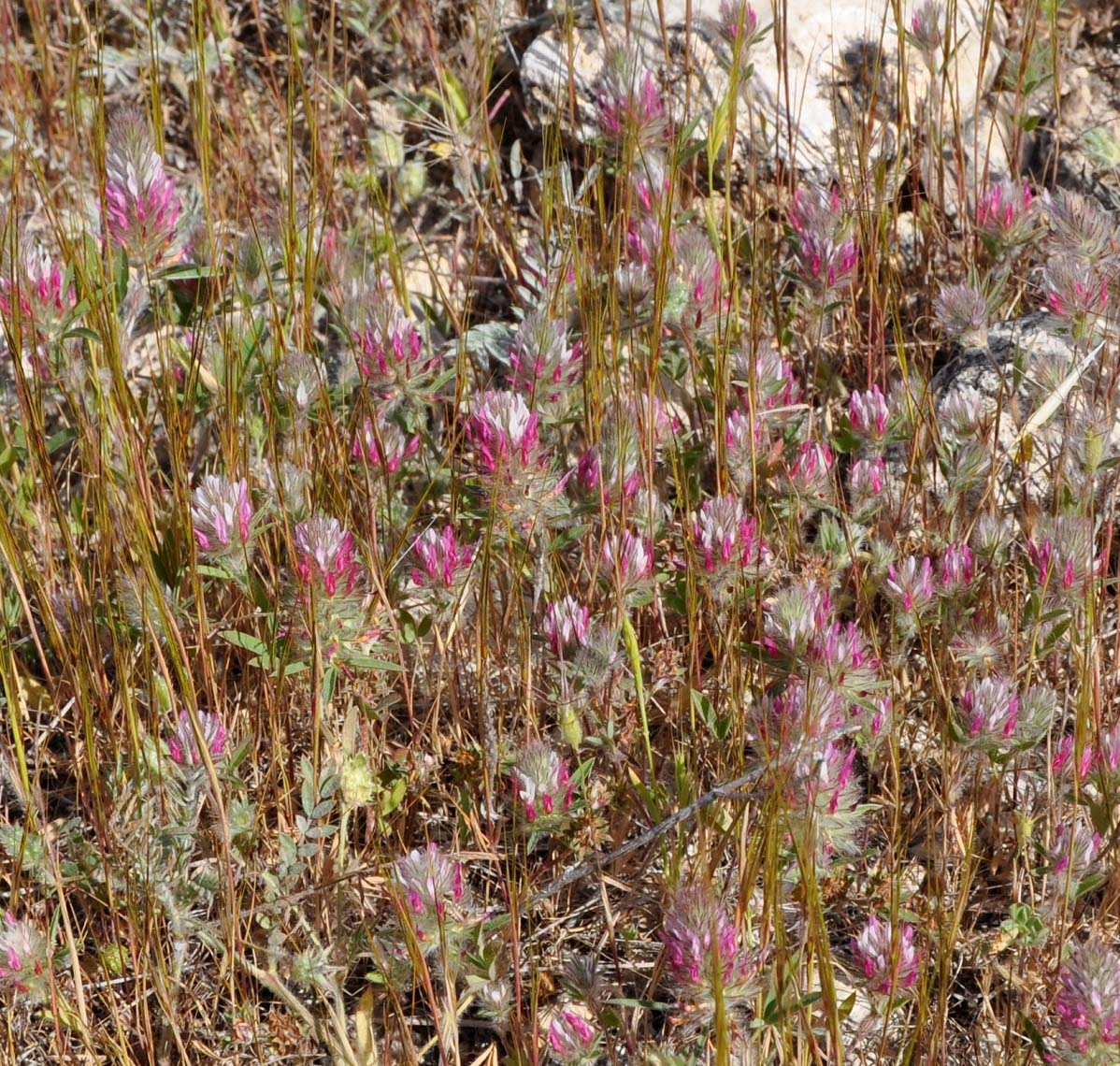 Изображение особи Trifolium angustifolium.