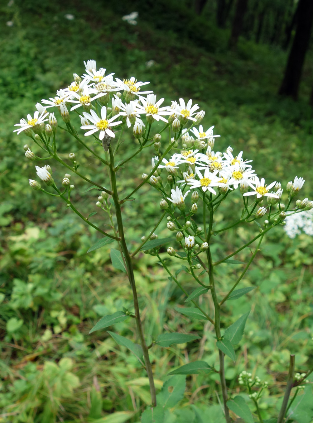 Изображение особи Doellingeria scabra.