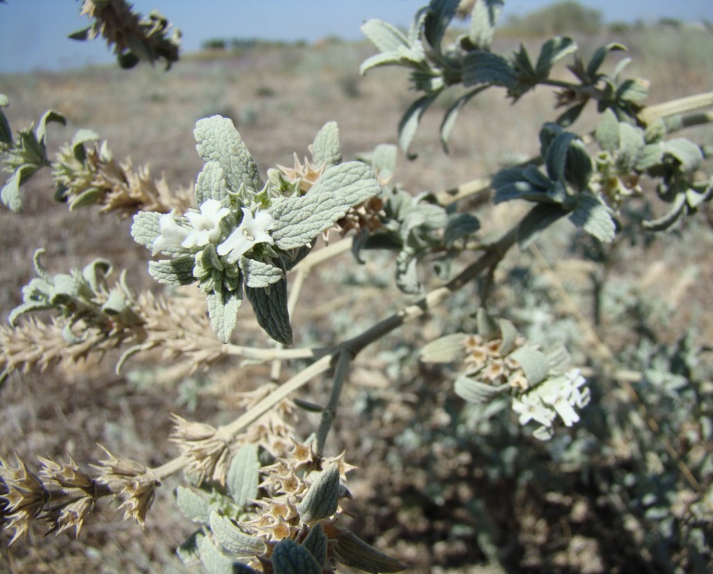 Image of Marrubium peregrinum specimen.