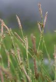 Carex macroura