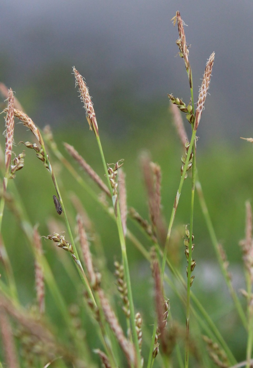 Image of Carex macroura specimen.