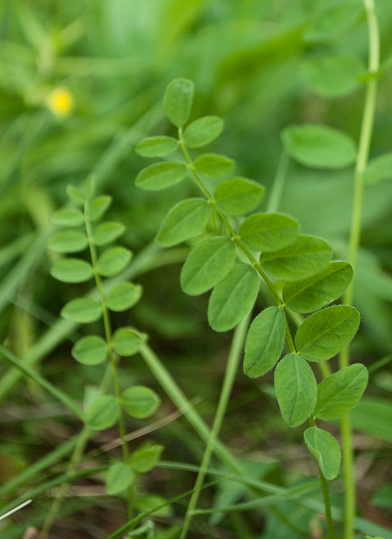 Изображение особи Astragalus subpolaris.