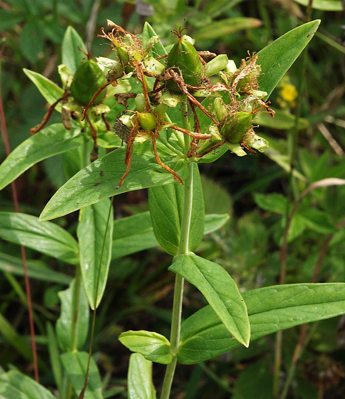 Image of Hypericum gebleri specimen.