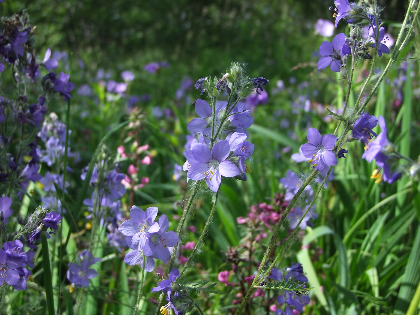 Изображение особи Polemonium acutiflorum.