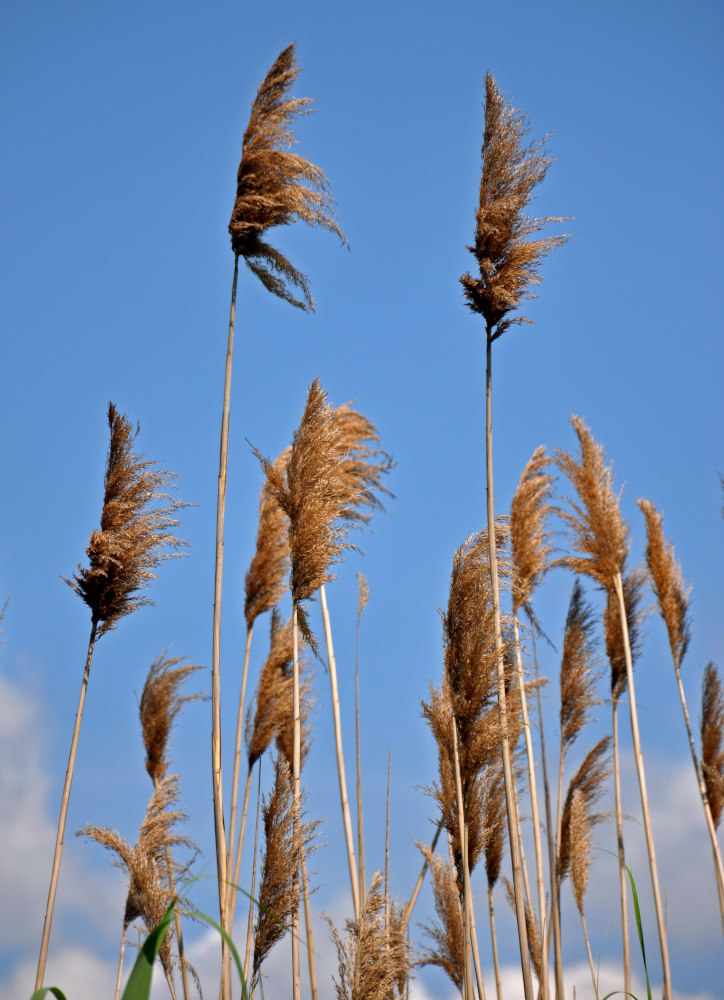 Изображение особи Phragmites australis.