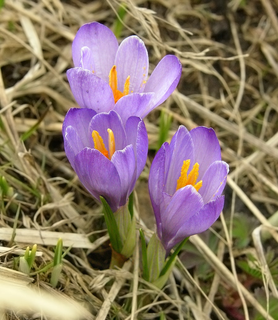 Image of Crocus vernus specimen.