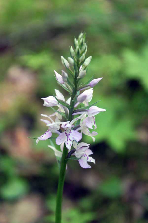 Изображение особи Dactylorhiza fuchsii.