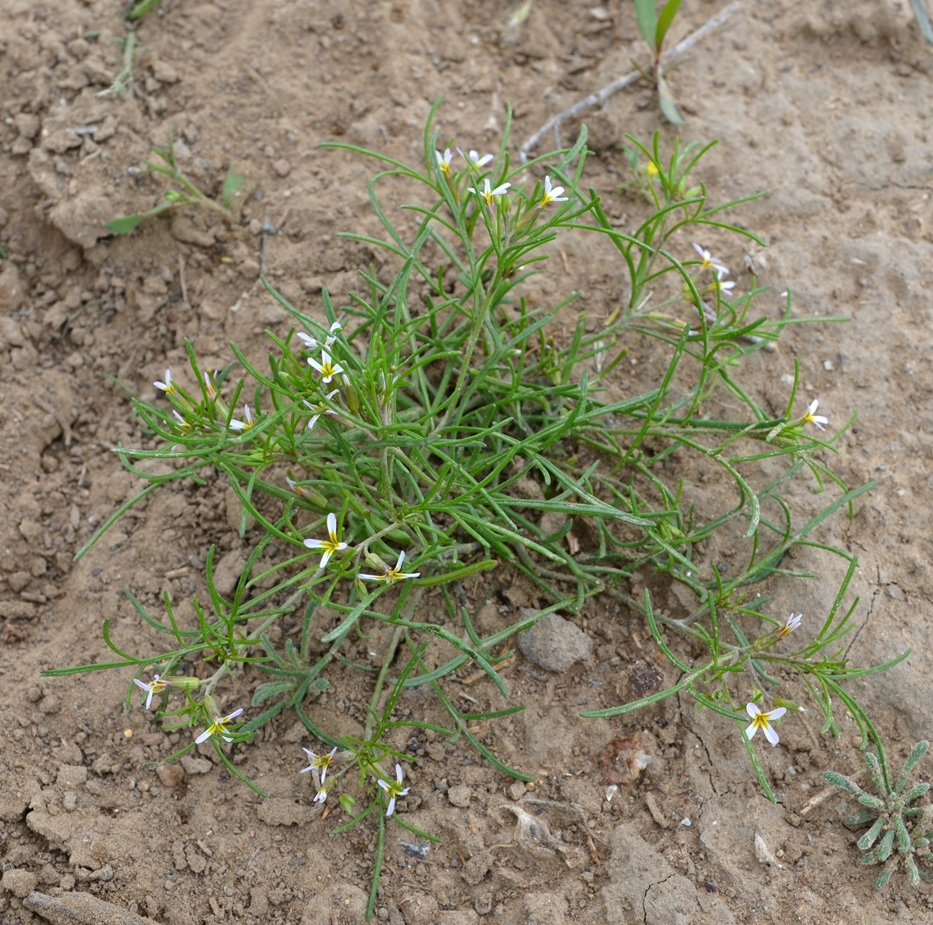 Изображение особи Leptaleum filifolium.