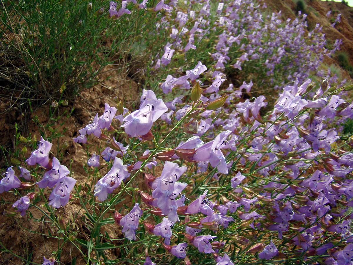 Image of Salvia schmalhausenii specimen.