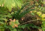 Polystichum lonchitis