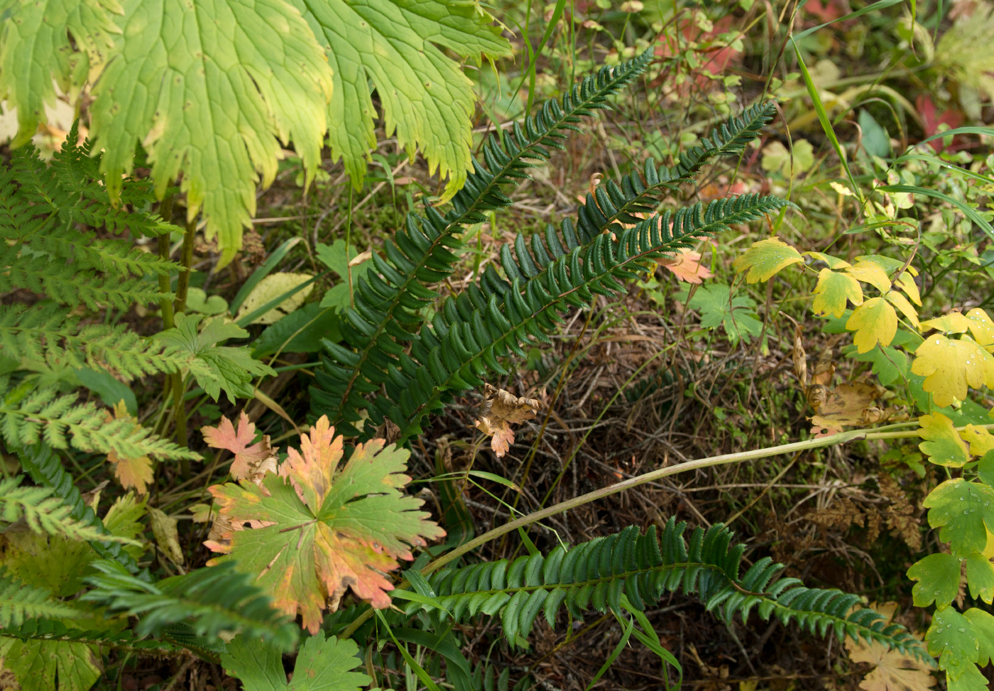 Изображение особи Polystichum lonchitis.