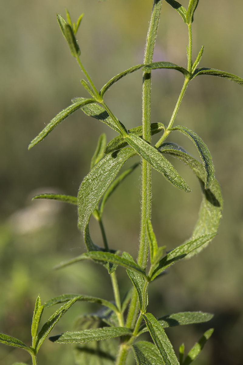 Изображение особи Stachys recta.