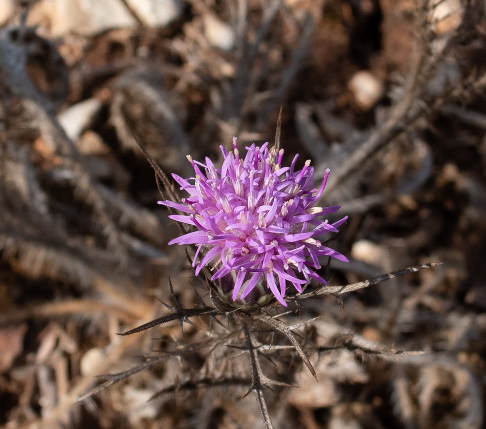 Изображение особи Carlina comosa.