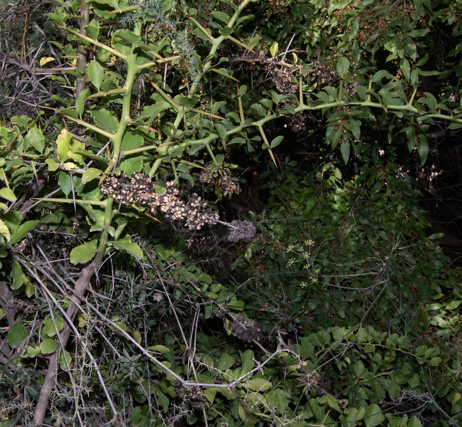 Image of Gymnosporia buxifolia specimen.