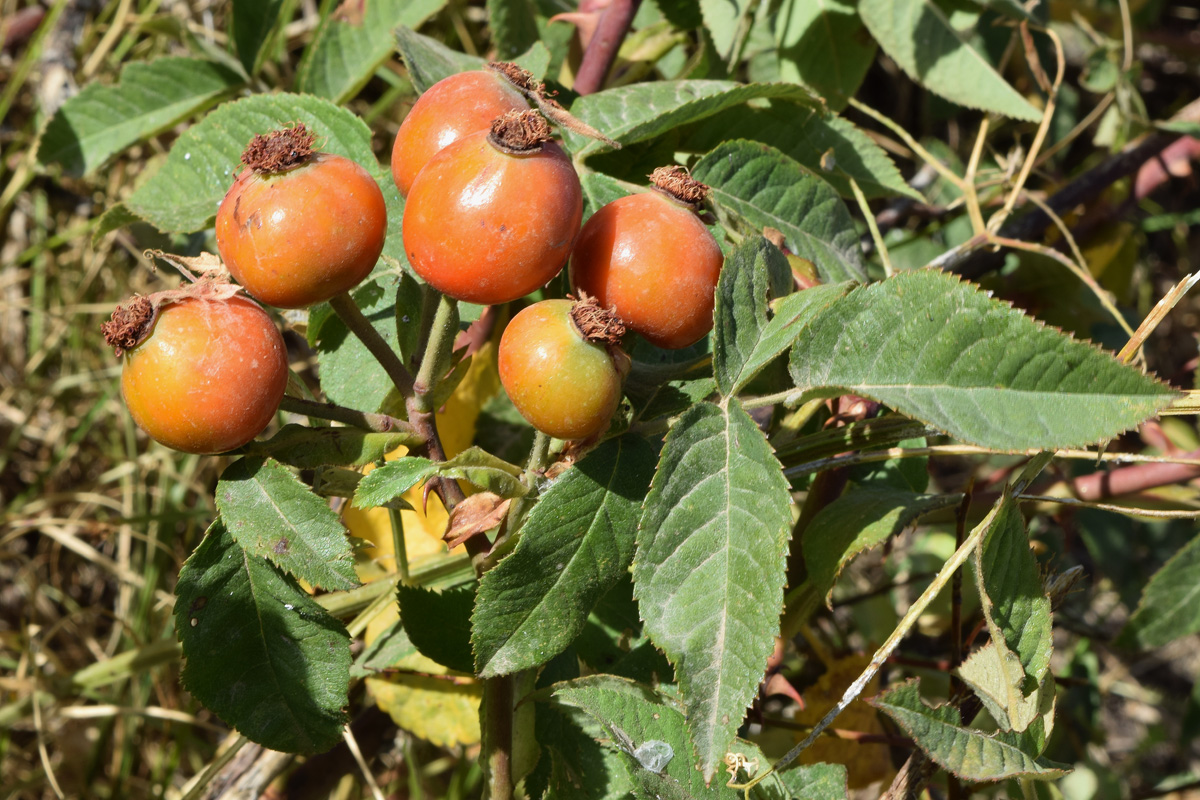 Image of Rosa canina specimen.