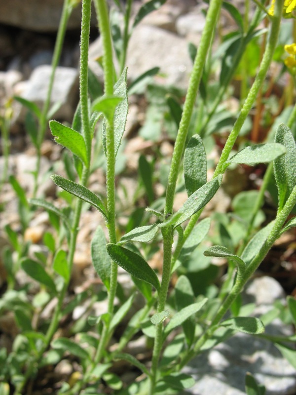 Image of Alyssum trichostachyum specimen.