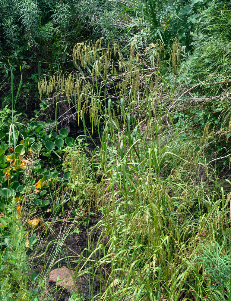 Image of Glyceria lithuanica specimen.