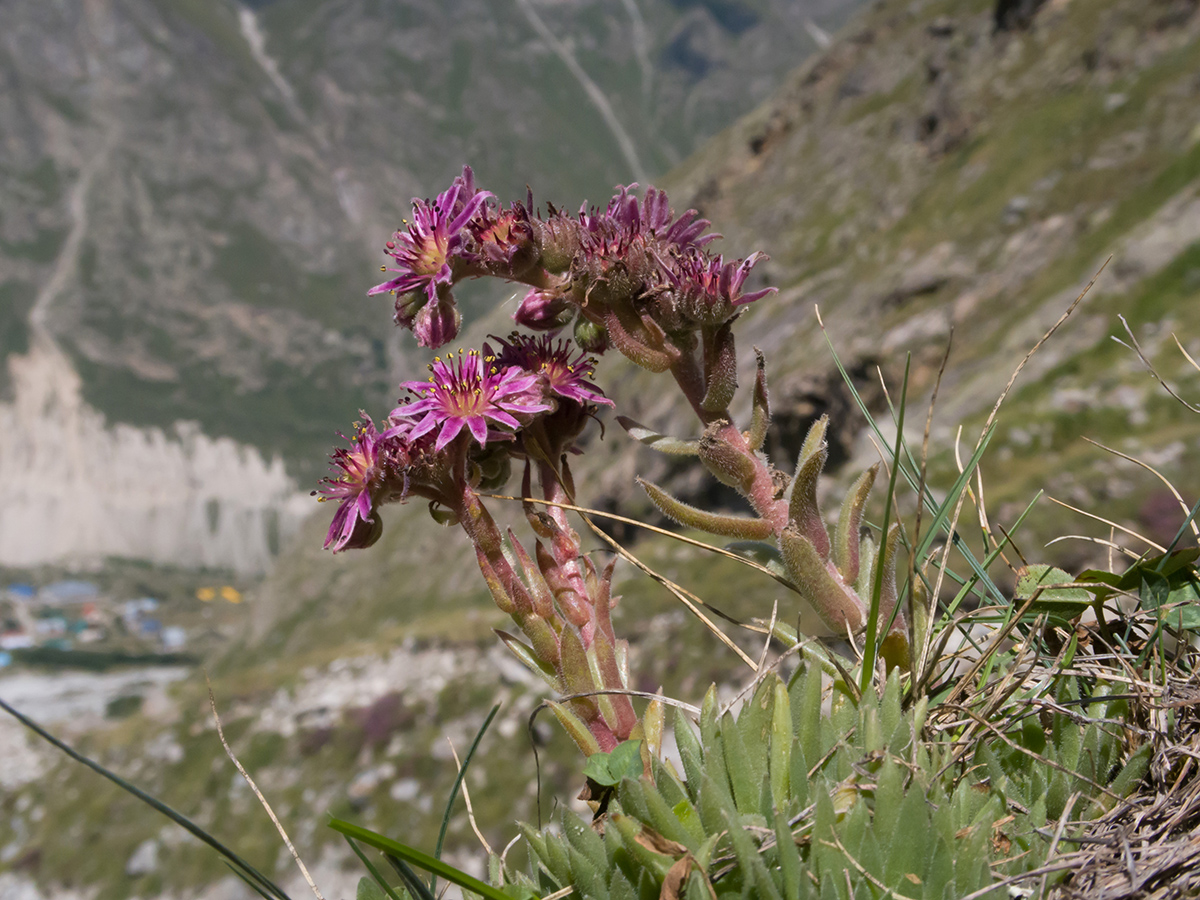 Изображение особи Sempervivum pumilum.