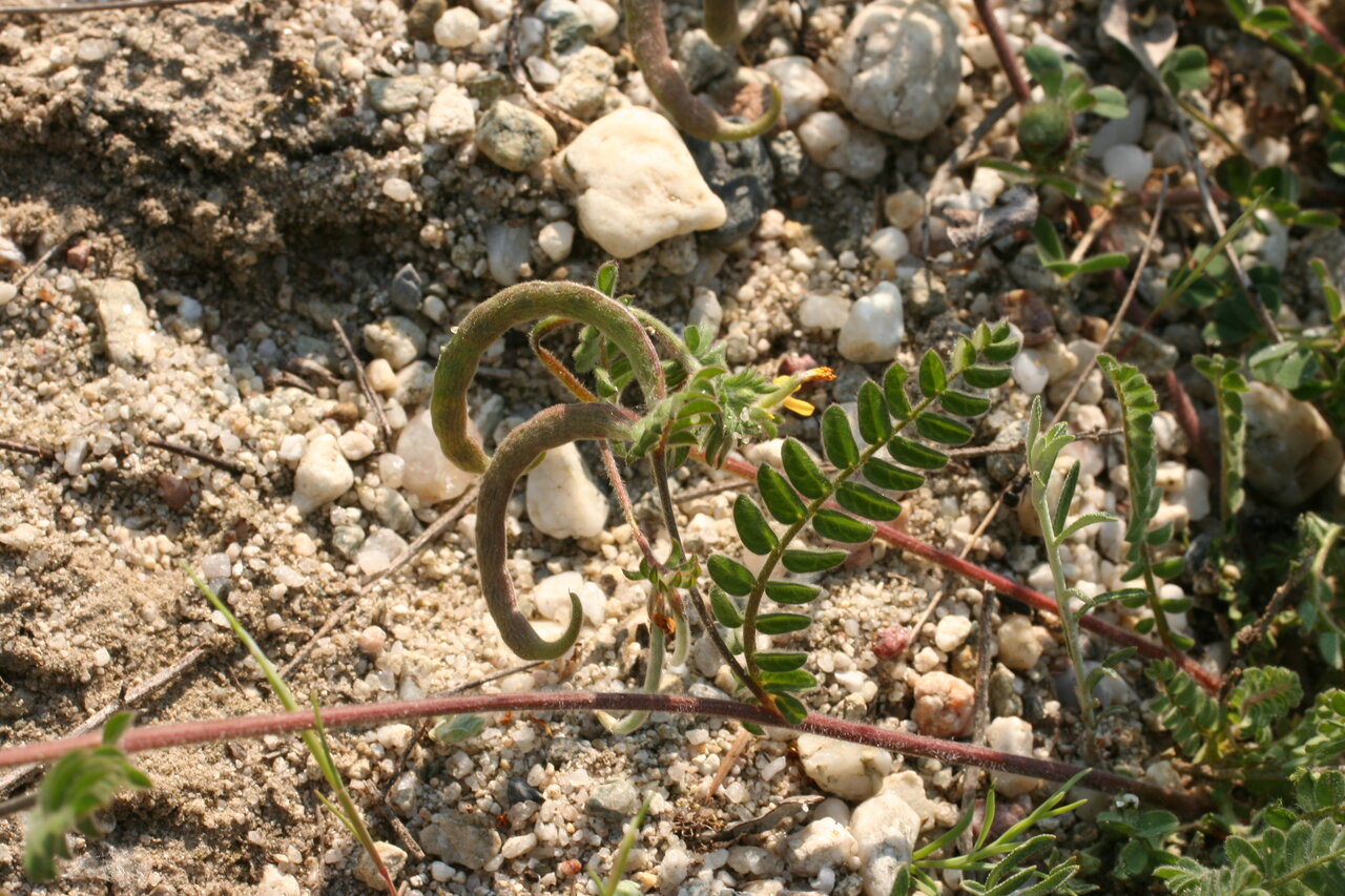 Изображение особи Ornithopus compressus.