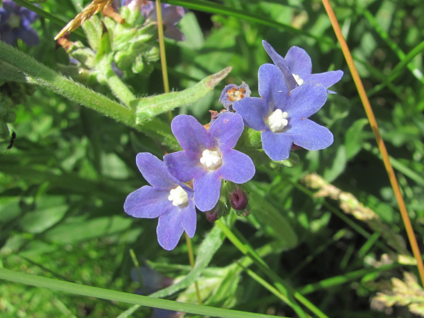 Image of Anchusa ochroleuca specimen.