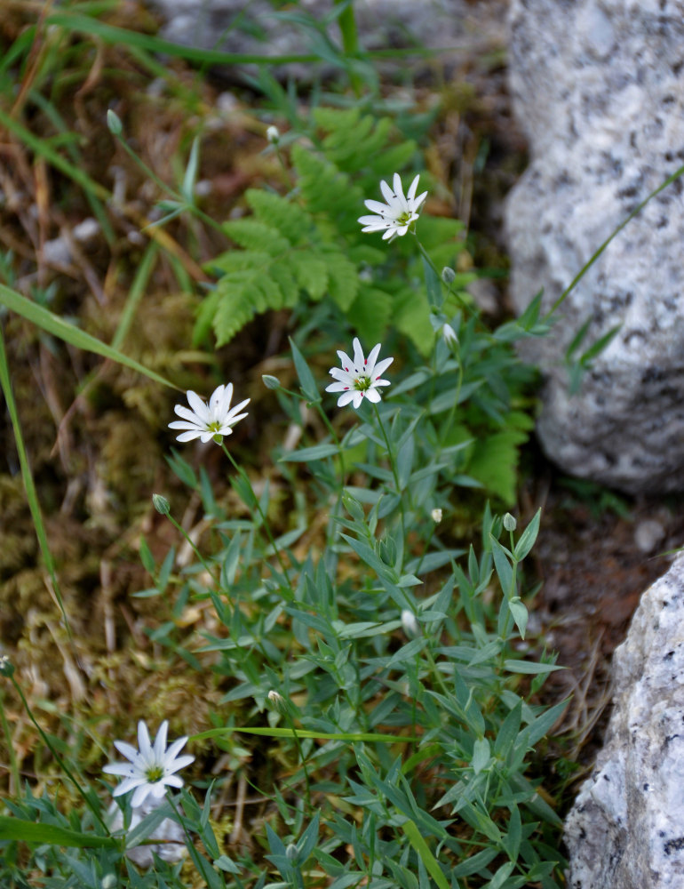 Изображение особи Stellaria dahurica.