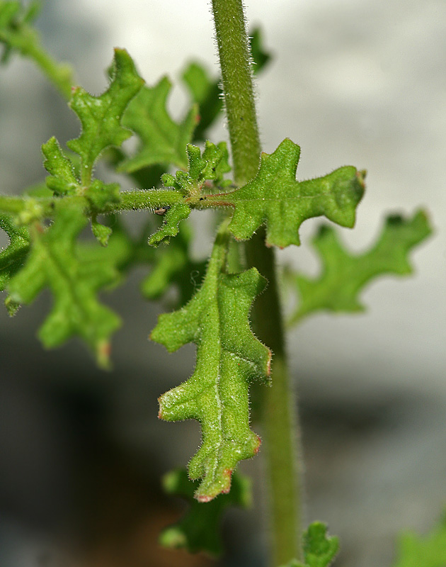 Image of Dysphania botrys specimen.