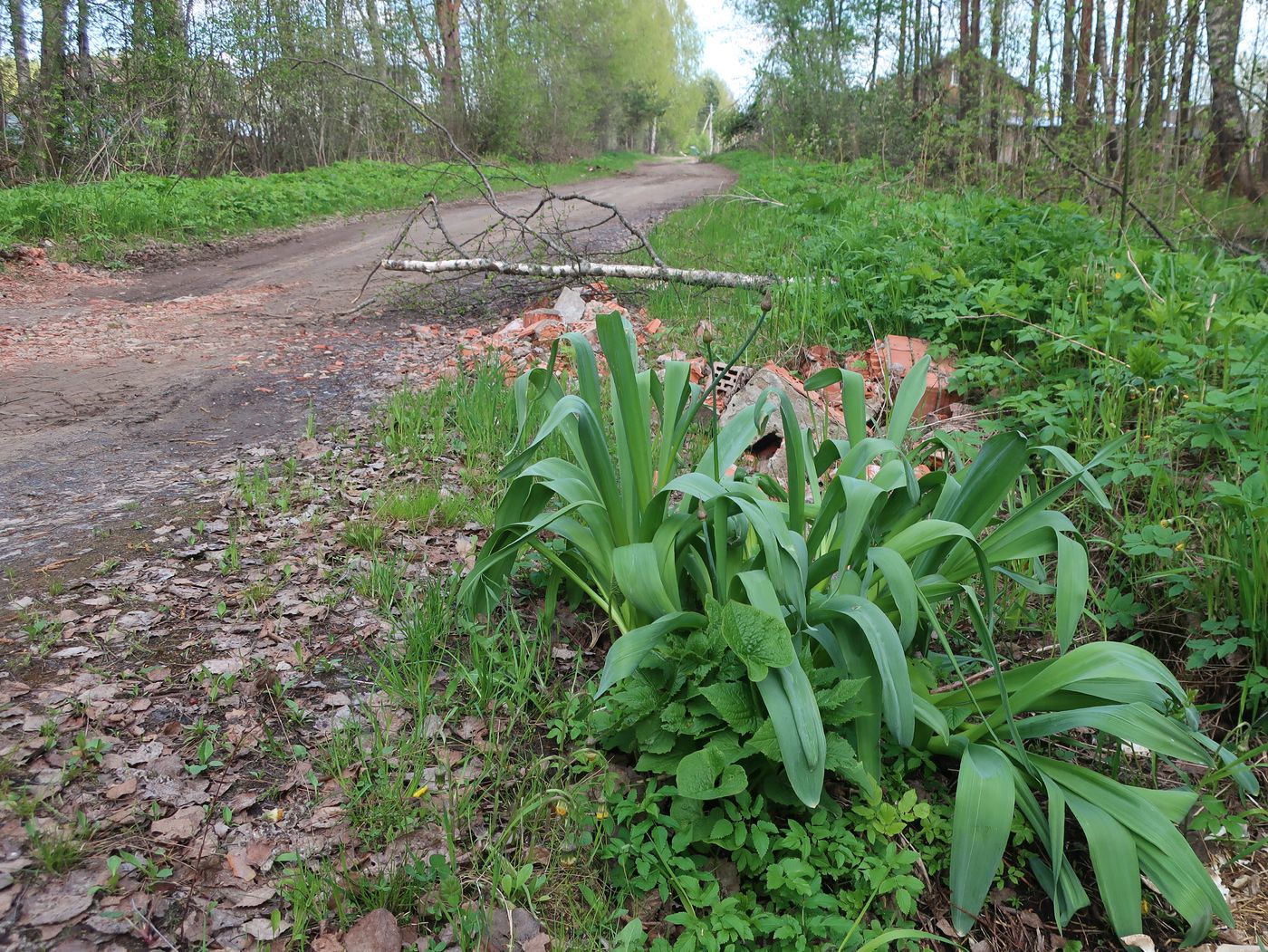 Image of Allium aflatunense specimen.