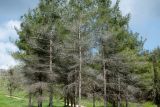 Pinus halepensis. Восстанавливающиеся обгоревшие деревья. Израиль, Нижняя Галилея, г. Верхний Назарет, насаженная роща. 27.03.2022.