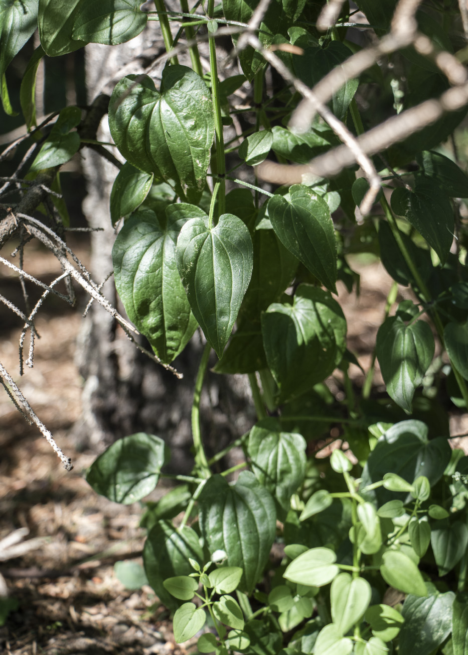 Изображение особи Rubia cordifolia.