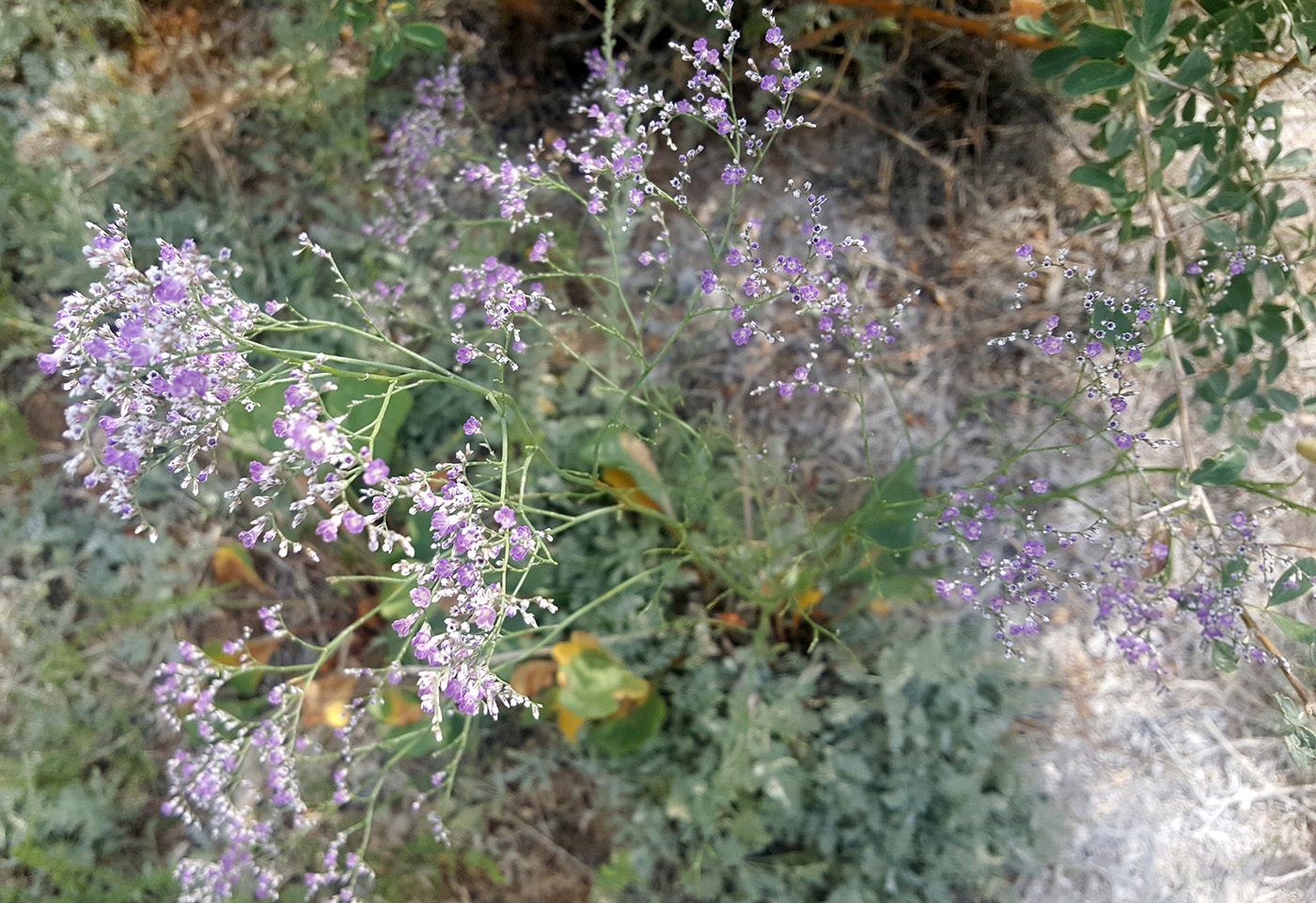 Image of Limonium myrianthum specimen.