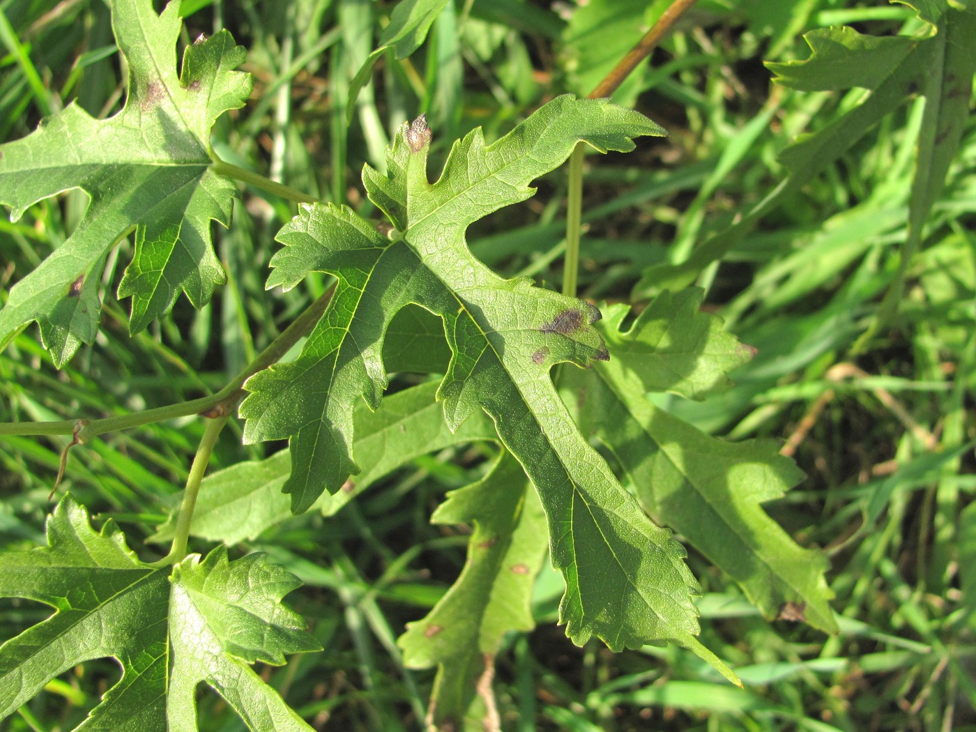 Image of familia Malvaceae specimen.