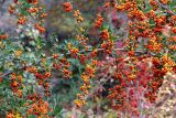 Pyracantha coccinea. Часть ветви с соплодиями. Израиль, г. Иерусалим, ботанический сад университета. 30.11.2022.