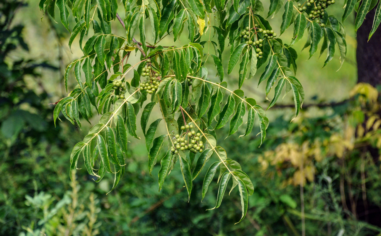 Изображение особи Phellodendron amurense.