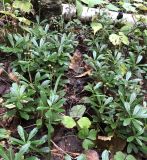 Chimaphila umbellata. Плодоносящие растения. Хабаровский край, окр. г. Комсомольск-на-Амуре, Смешанный лес. 29.08.2020.