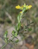 Genista hispanica. Верхушка веточки с распускающимся соцветием. Испания, автономное сообщество Каталония, провинция Жирона, комарка Альт-Эмпорда, муниципалитет Альбанья, окр. руин Monestir de sant Llorenç de Sous, 855 м н.у.м., пологое плато, опушка смешанного леса. 10.04.2023.