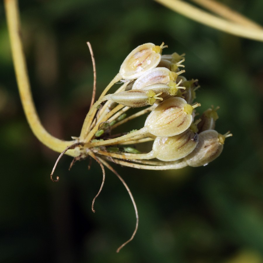 Image of genus Heracleum specimen.