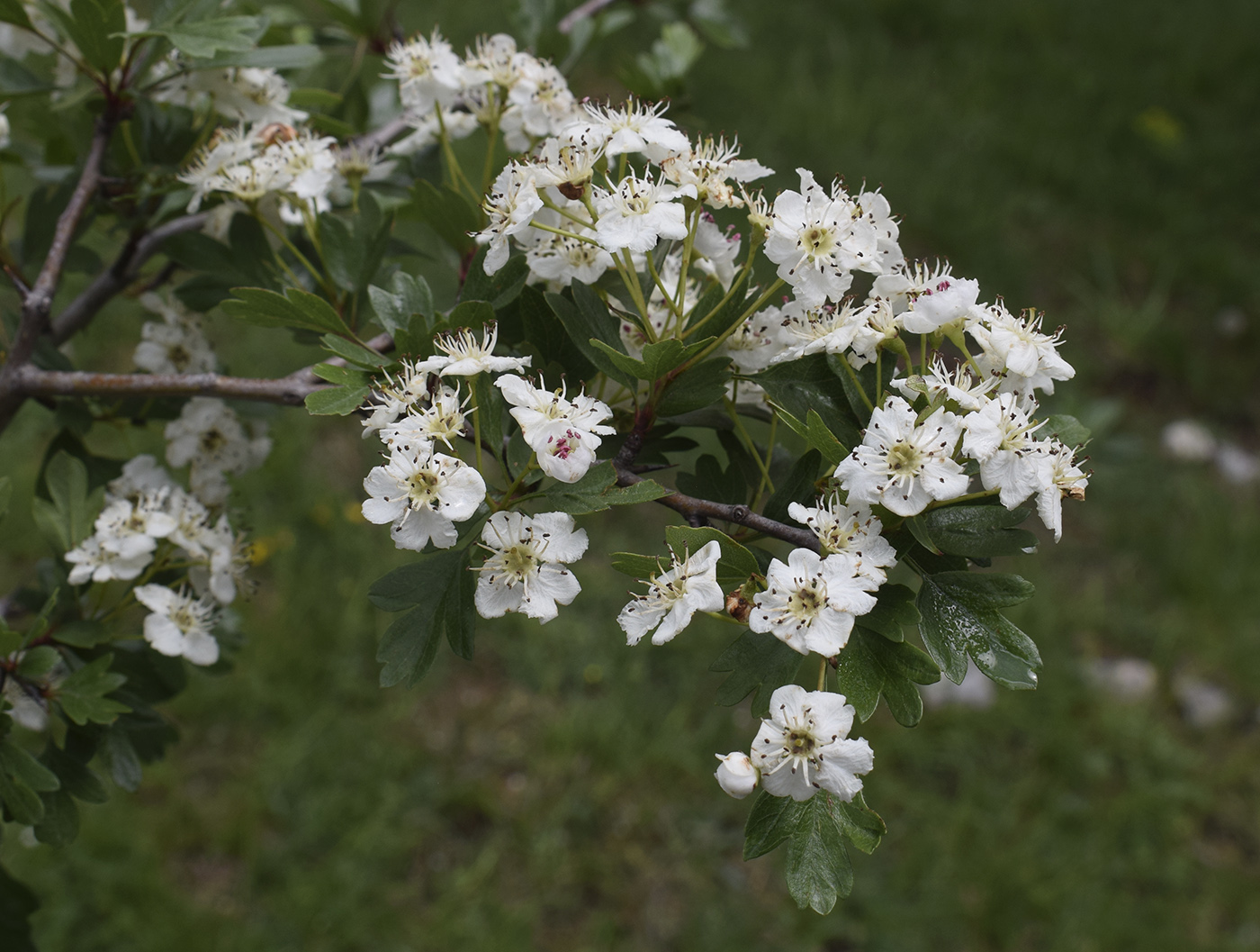 Изображение особи Crataegus monogyna.