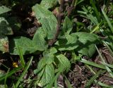 Verbascum virgatum. Нижняя часть растения. Чили, обл. Valparaiso, провинция Isla de Pascua, г. Hanga Roa, высокий берег океана, сообщество травянистых растений. 08.03.2023.