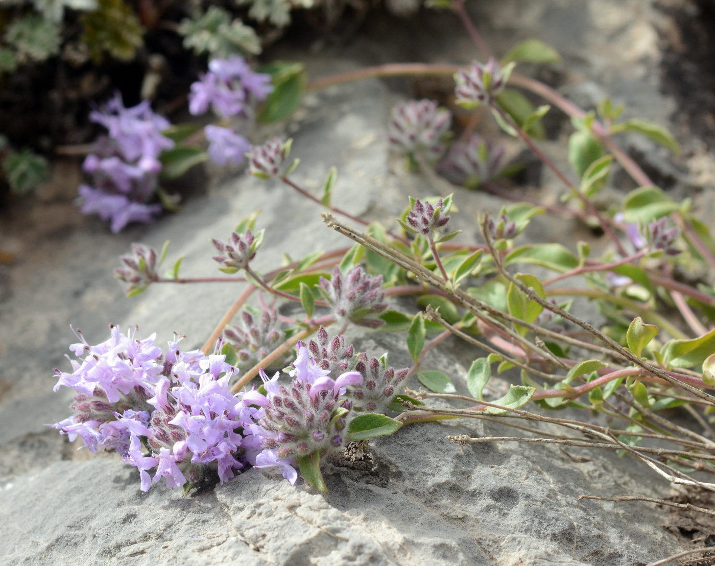 Image of Ziziphora pamiroalaica specimen.