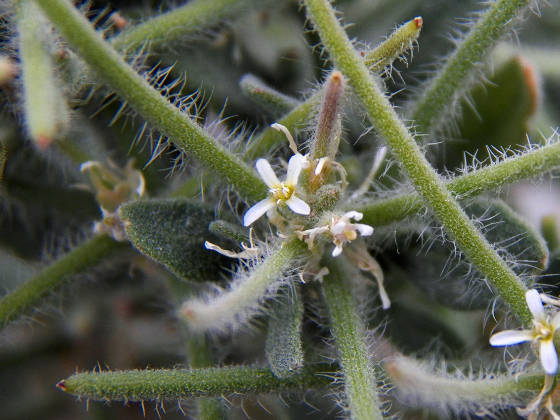 Image of Strigosella strigosa specimen.