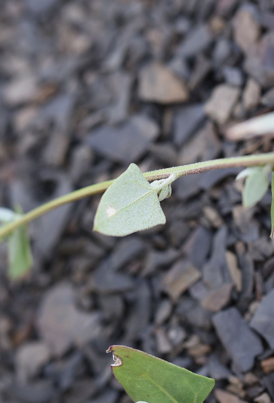 Image of Chenopodium sosnowskyi specimen.