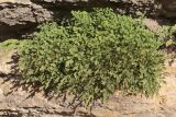 Asplenium ruta-muraria. Растение в расщелине скалы. Крым, Севастополь, Инкерман, обнажение известняка. 14.11.2023.
